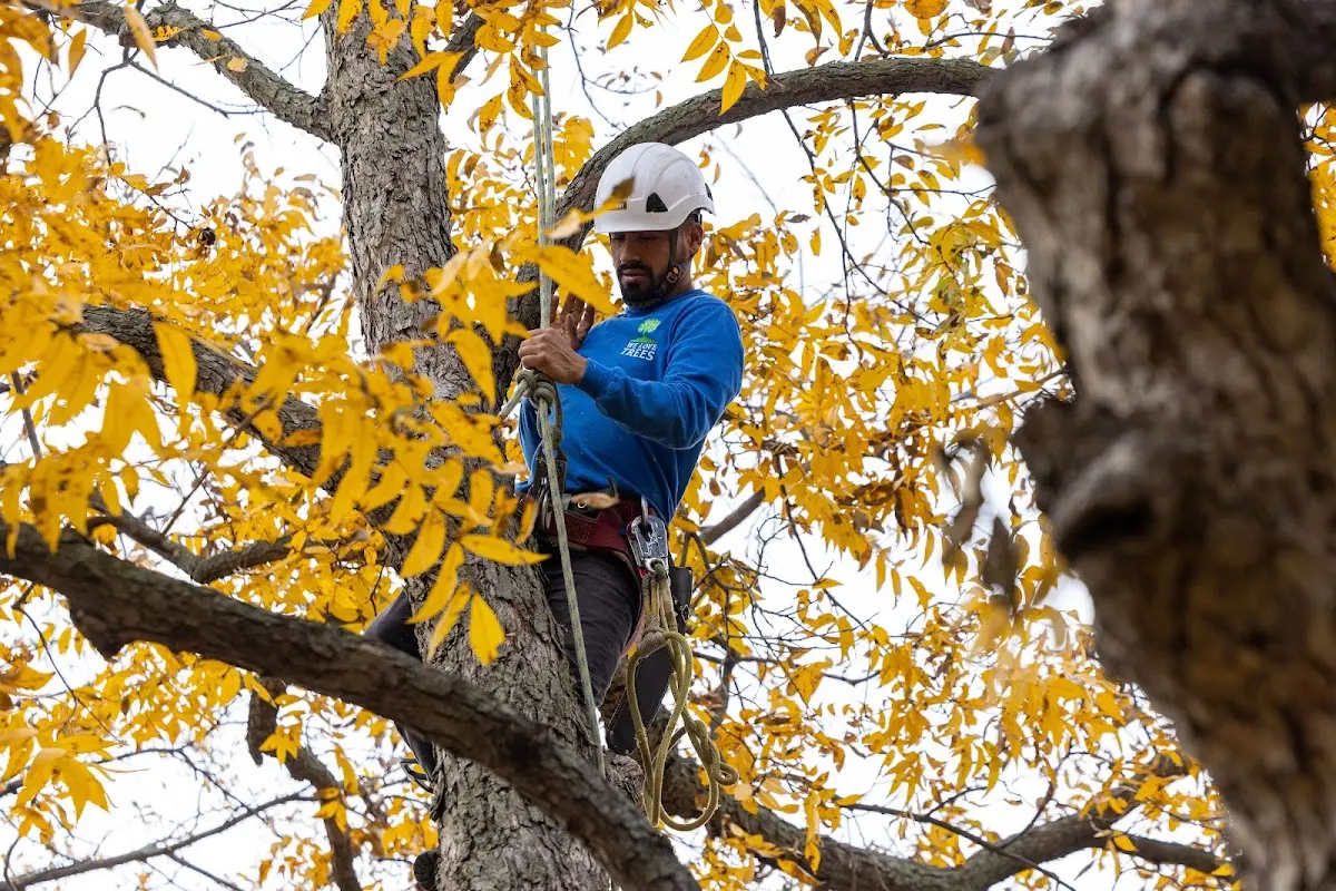 Skilled Tree Pruning crew working in Mount Victory